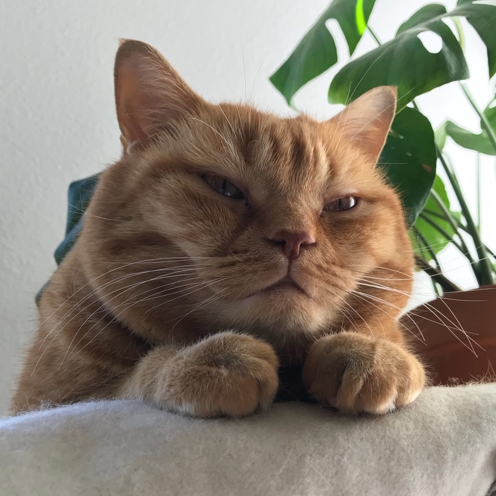 Meet your Posher, Mishka